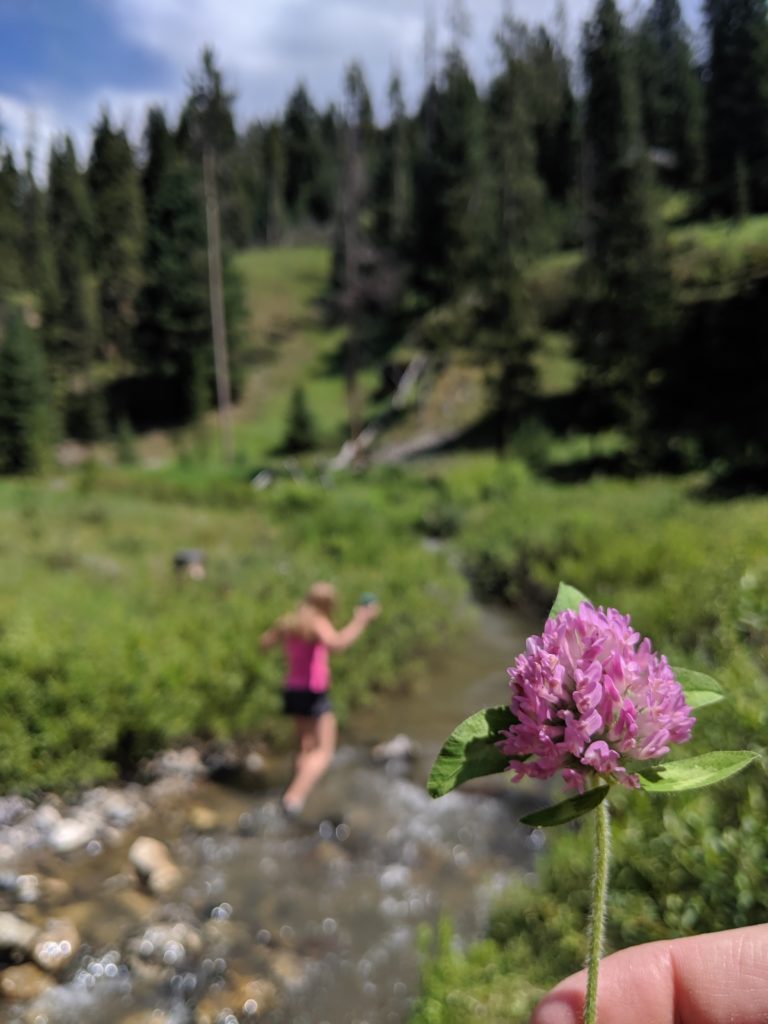 guided hikes in Yellowstone